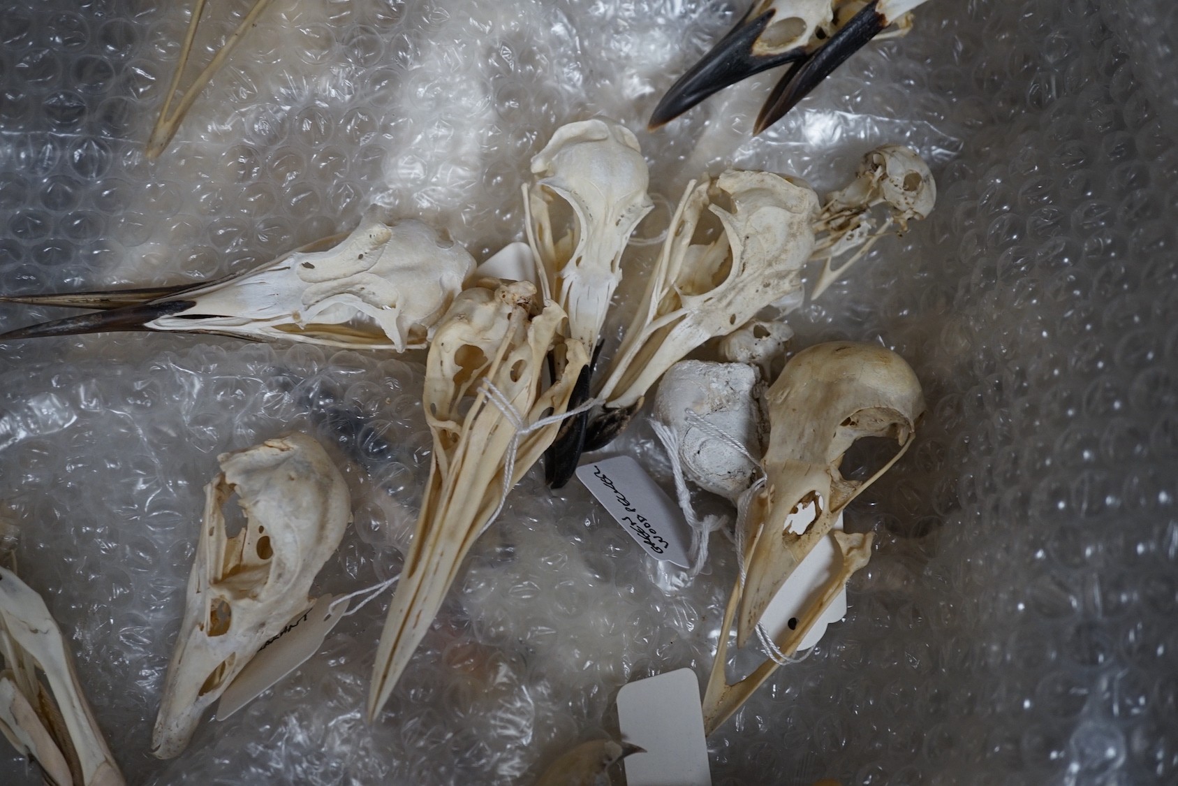 Bird anatomy- a collection of bird skulls, the largest 18 cm